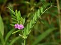  common vetch، tare